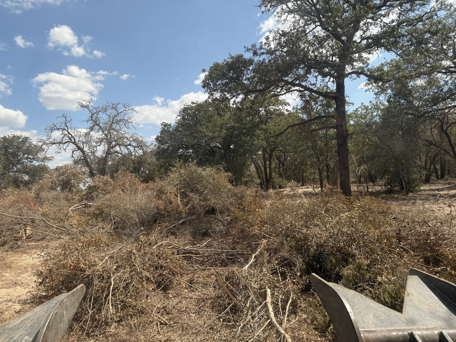 Cut brush piled under the oaks before hauling