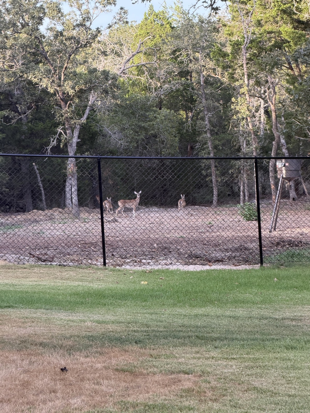 Deer back on a cleared fence corridor, understory mulched between the trees