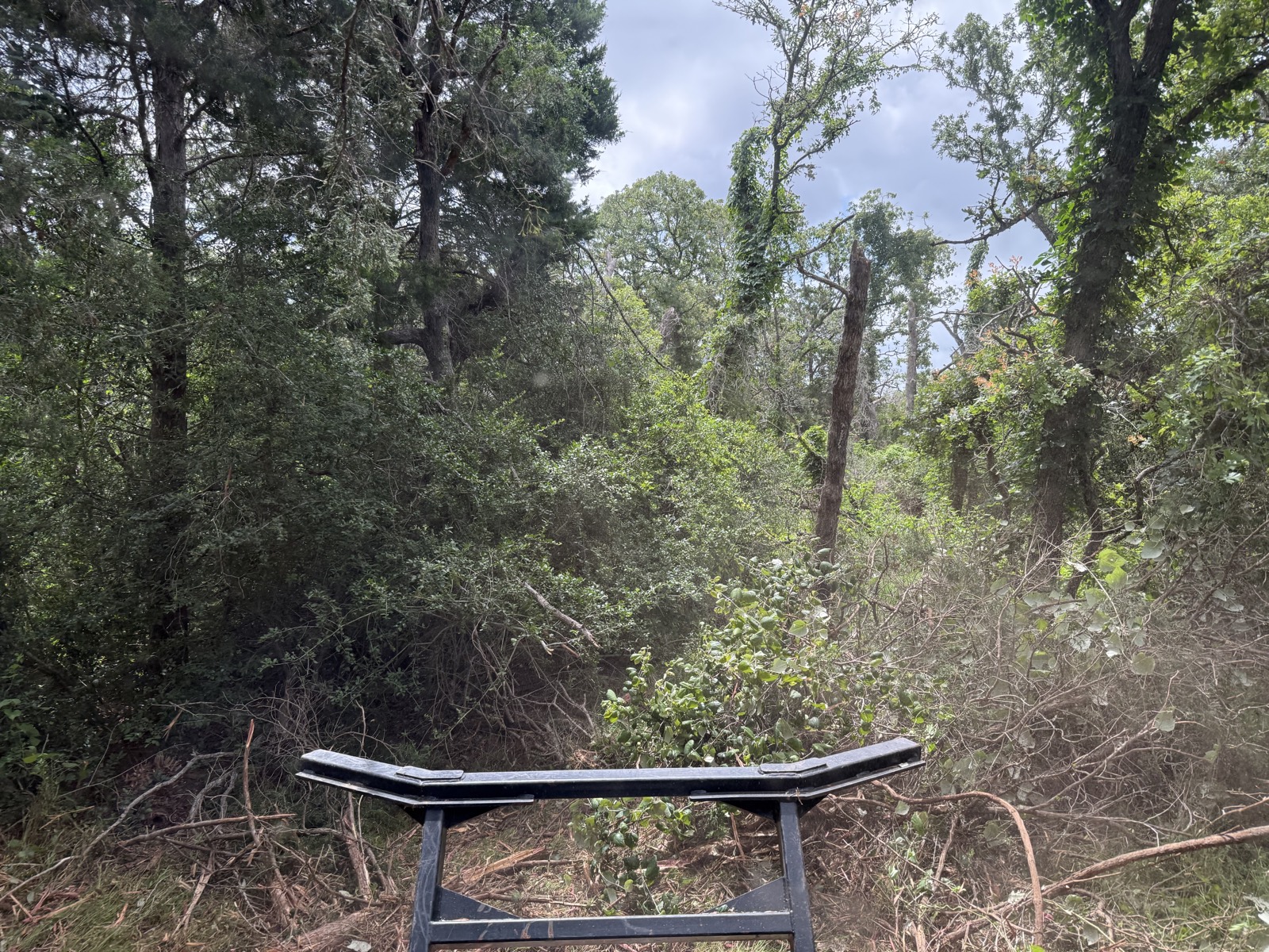 Understory too thick to walk before mulching