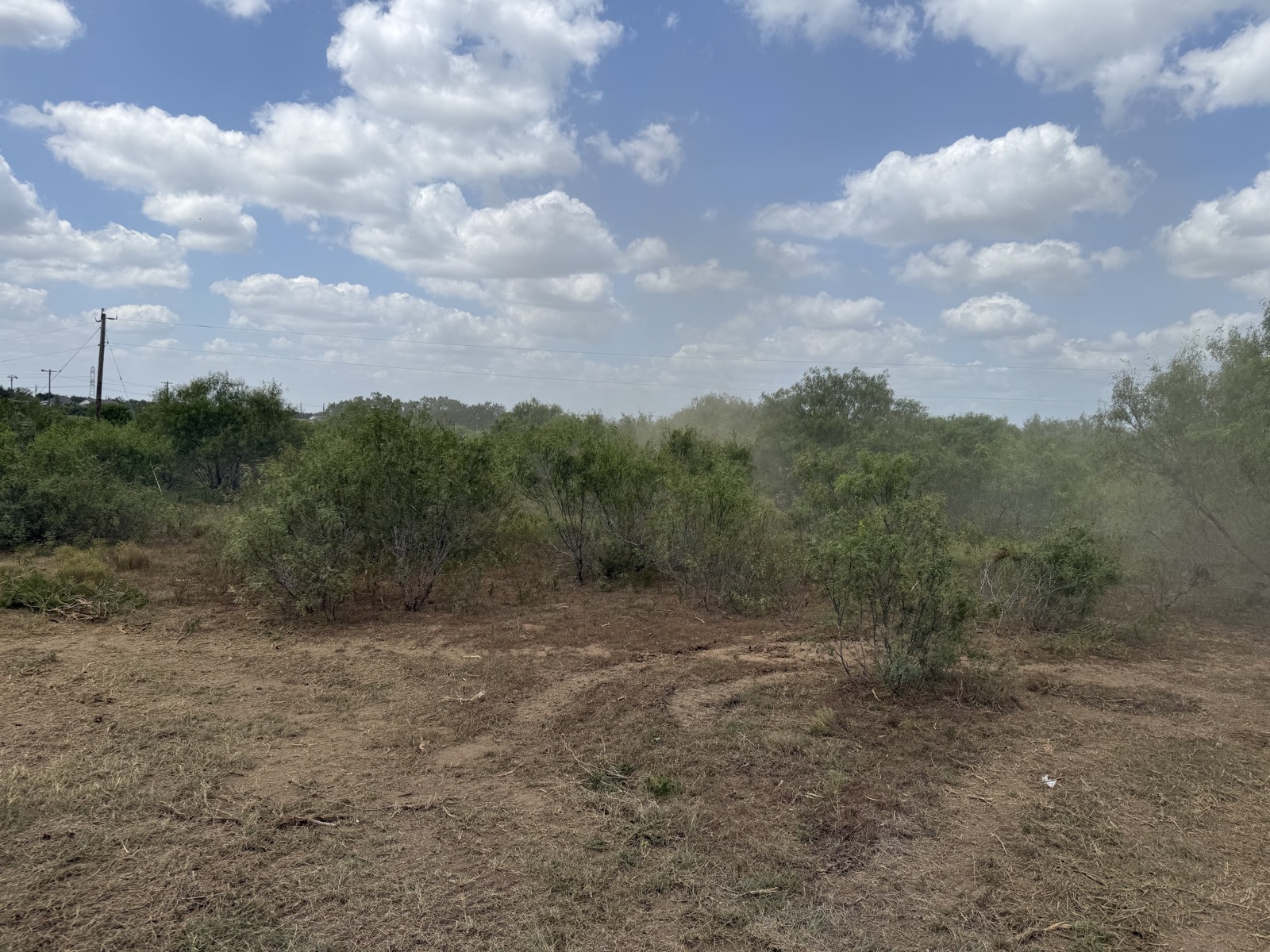 Dense mesquite regrowth across the pasture before clearing